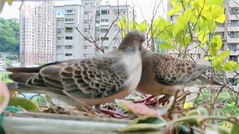 一直看到鳥